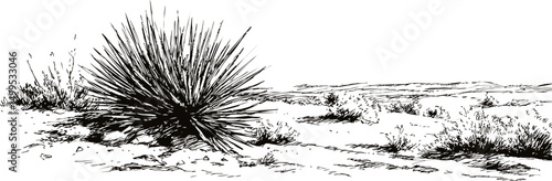Black and white illustration of desert landscape with yucca plant sketch. Vector illustration