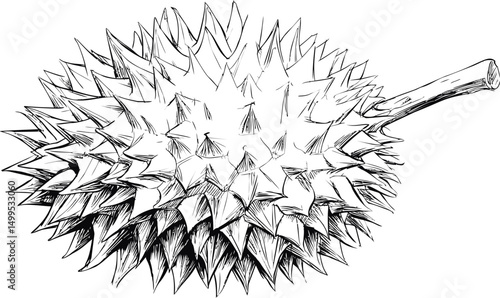 Monochrome illustration of a spiky durian fruit showing detailed texture. Vector illustration