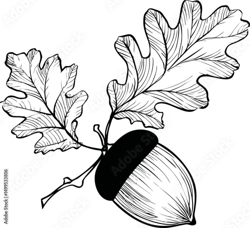 Black and white illustration of acorn with oak leaves drawing. Vector illustration