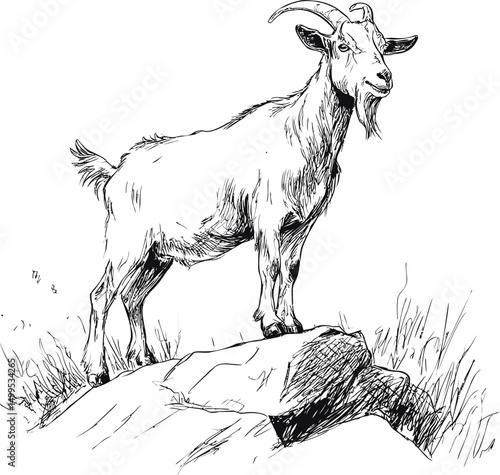 Line art of goat standing on a rock with grass in background, illustration sketch. Vector illustration