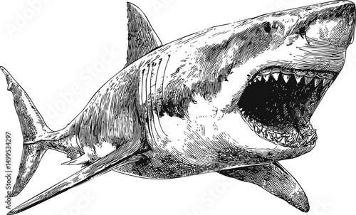 Detailed black and white illustration of a great white shark with open mouth. Vector illustration