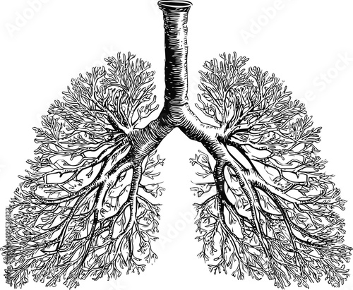 Intricate black and white illustration of human lungs and bronchi anatomy. Vector illustration