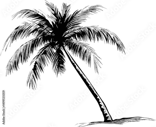 Black and white sketch of a palm tree with detailed leaves. Vector illustration