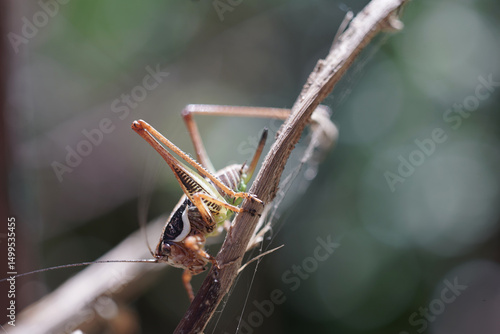 Grasshopper cricket insect at spring macro photography
