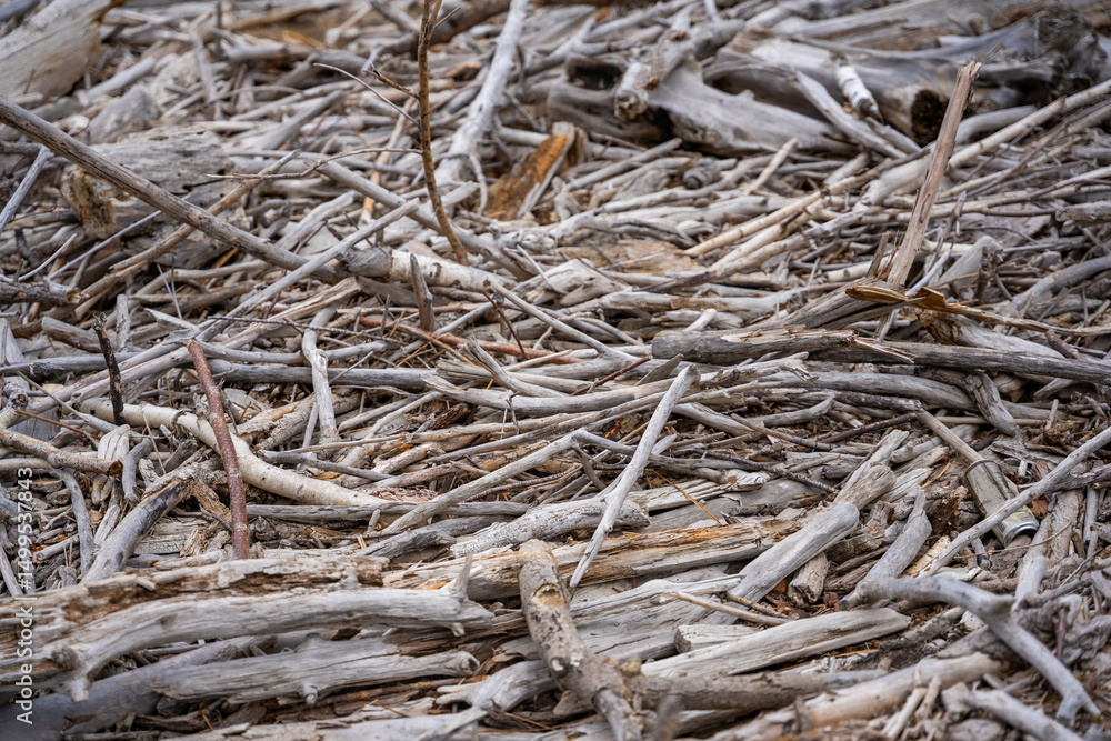 Storm washed branches and sticks on shore of Teletskoye lake in Altai Russia Natural debris for firewood and water purification Storm washed branches and sticks on shore of Teletskoye lake in Altai Russia Natural debris for firewood and water purification