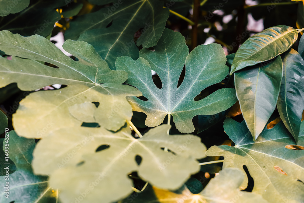 Fototapeta premium Close-up view of various green leaves in natural sunlight in a garden setting