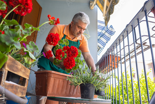 Senior gardener wearing an apron is repotting vibrant red geraniums along with other plants in flowerpots on a sunny balcony garden, enjoying a peaceful day outdoors
