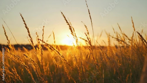 Golden Wheat Field at Sunrise with Glowing Sun and Warm Natural Light