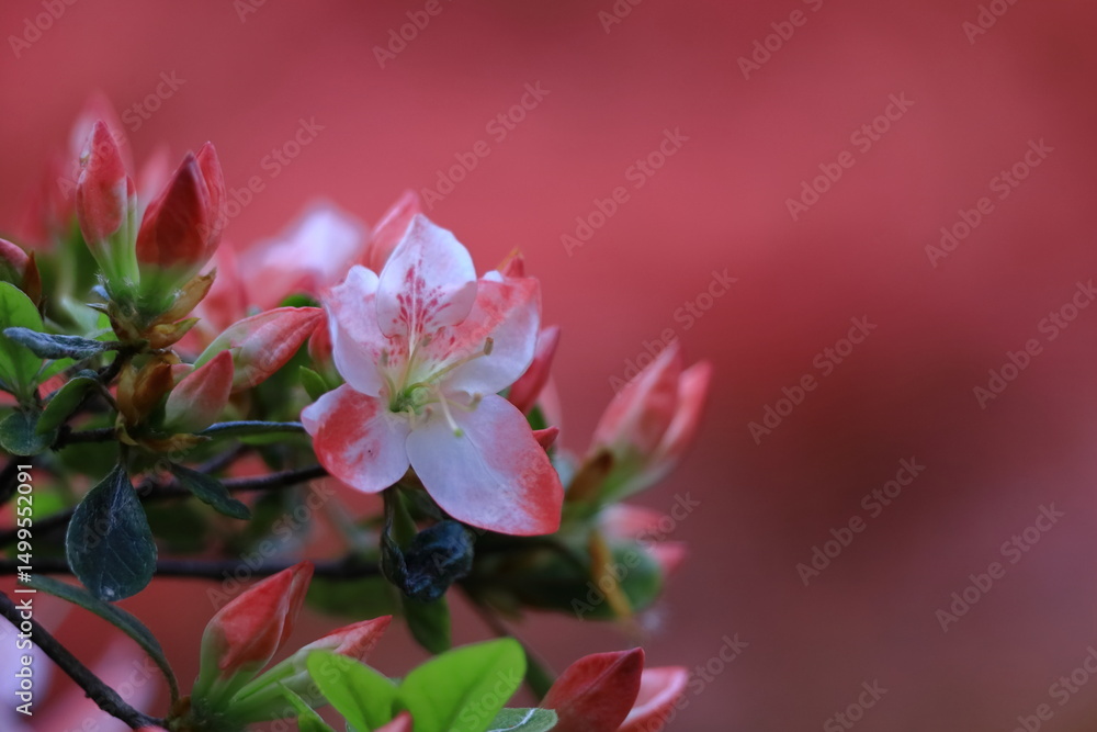 Obraz premium 咲き誇る情熱の花