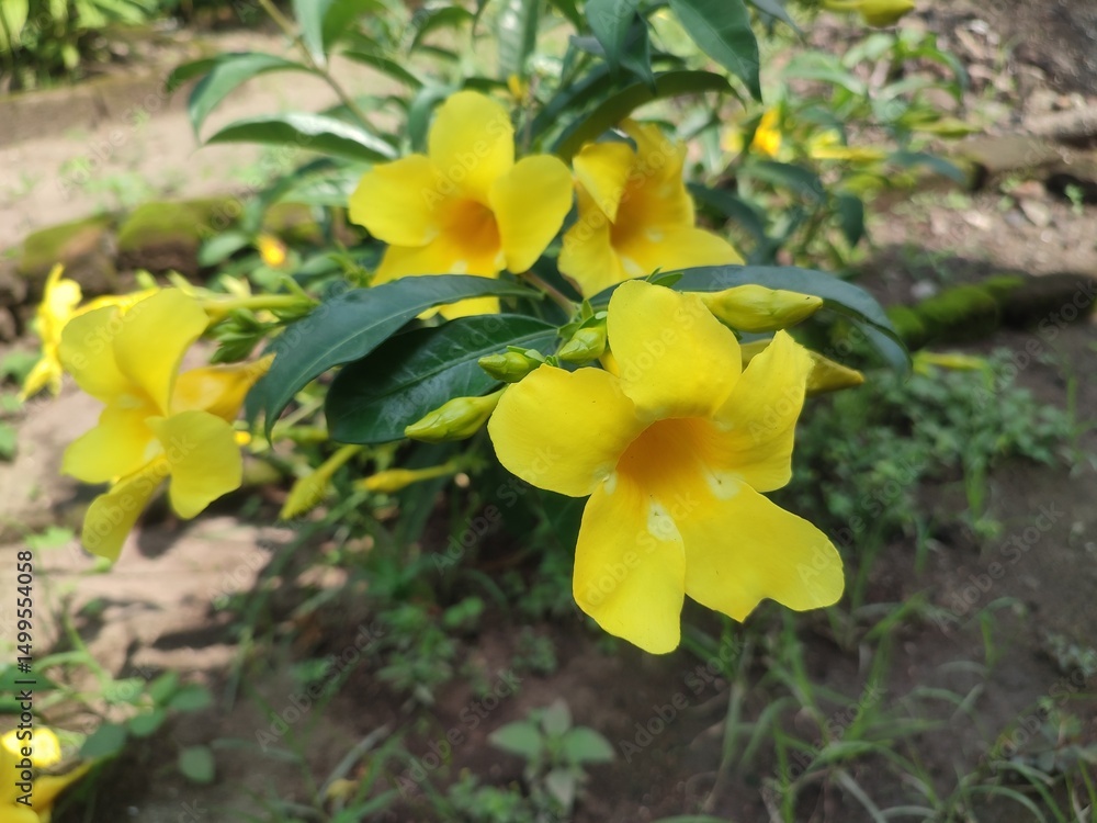 Allamanda cathartica, known as golden trumpet, is a vibrant flowering plant with bright yellow blooms, often seen in tropical gardens, symbolizing cheer and energy. Allamanda cathartica, known as golden trumpet, is a vibrant flowering plant with bright yellow blooms, often seen in tropical gardens, symbolizing cheer and energy.