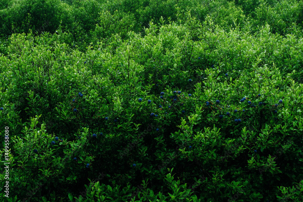 Blueberry bush showcases ripening berries in lush greenery during late summer season Blueberry bush showcases ripening berries in lush greenery during late summer season