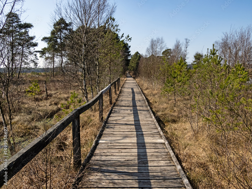 Fototapeta premium Ein Plankenweg führt durch die Landschaft im Pietzmoor in der Lüneburger Heide bei Schneverdingen, Deutschland