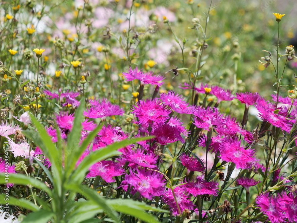 Obraz premium 公園の花壇でナデシコの花が咲いている