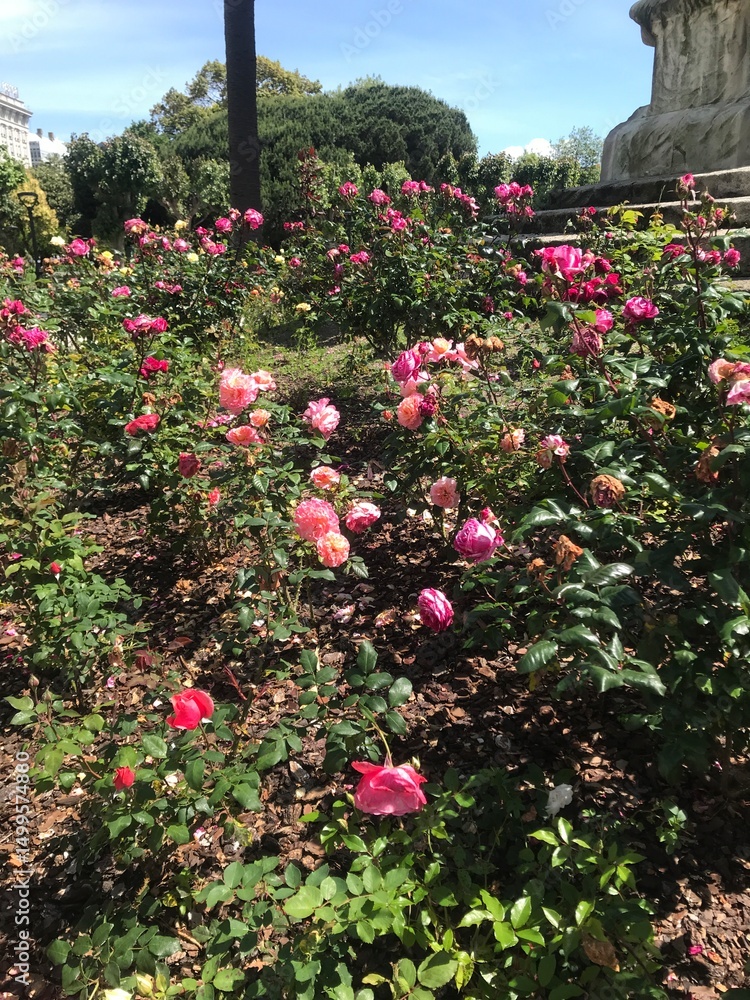 Fototapeta premium garden with flowers