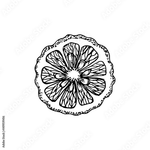 Bergamot  orange vintage sketch drawing. Engraved plant illustration for use in wellness, natural cosmetics, culinary herbs, and garden decor. Hand-drawn floral vector clipart isolated on a white
