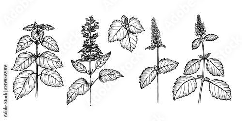 Patchouli herb botanical sketch illustration set for natural wellness, medicinal garden, essential oil aromatherapy, and eco cooking. Hand-drawn engraving outline illustration on white background