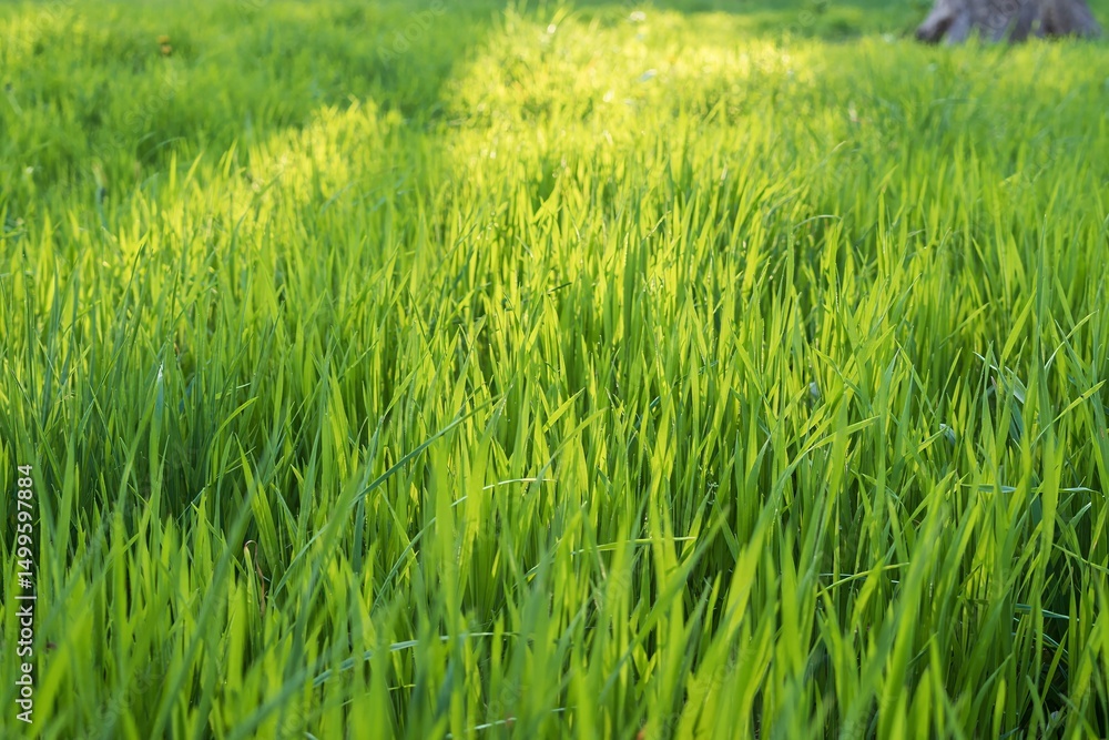 Green grass field in spring light. Grass texture for design. Grassy natural background. Green grass field in spring light. Grass texture for design. Grassy natural background.