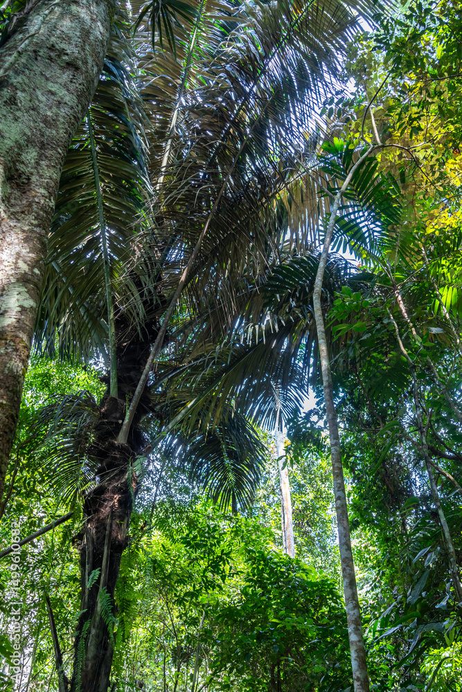 Naklejka premium Lush tropical rainforest canopy in Tentena, Sulawesi, Indonesia