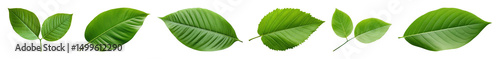PNG Vibrant green leaves arrangement, element set on transparent background