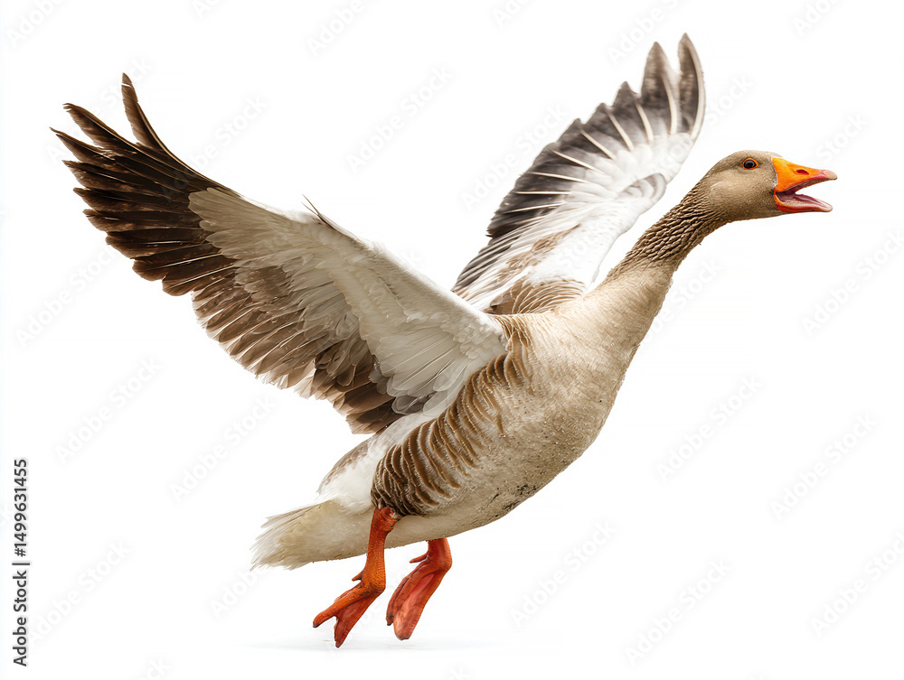 A single gray goose in mid-flight against a white background, wings spread open, beak open potentially vocalizing Goose features dark markings on head and neck - AI-Generated A single gray goose in mid-flight against a white background, wings spread open, beak open potentially vocalizing Goose features dark markings on head and neck - AI-Generated