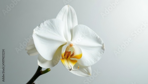Delicate white orchid blossom against pure white backdrop, white background, closeup, peaceful