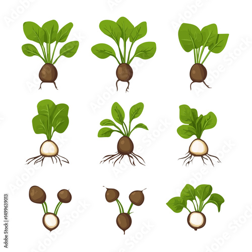 A simple flat 2D icon of taro roots set isolated on the background, vector design, ideal for animation, UI/UX design, mobile apps, web design, digital illustrations, flat 2D