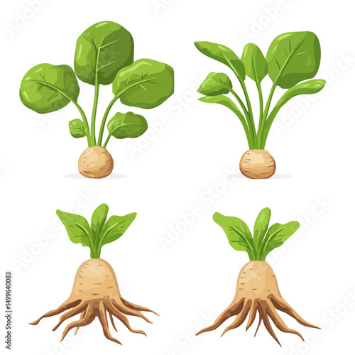 My very Simple flat 2D icon, taro roots set isolated on a white background, vector, flat design, animation design, simple flat 2D icon, minimalist design, vector design, eps