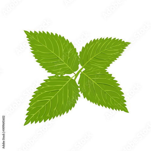 My Simple flat 2D icon nettle leaves isolated on transparent background, vector, flat design, animation design, simple flat 2D icon, minimalist design, clipart