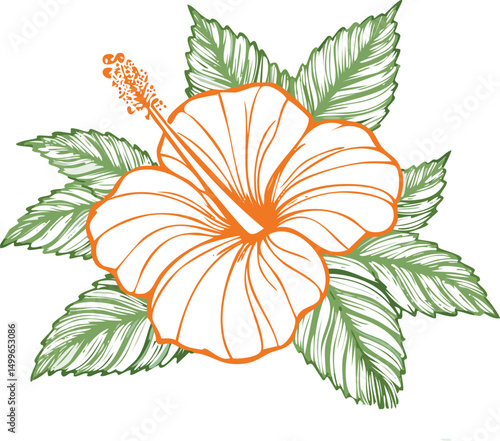 vector illustration of orange flower Vector illustration of flower outline 
