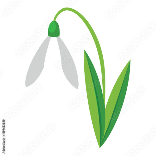 a delicate snowdrop with hanging white petals and freshness