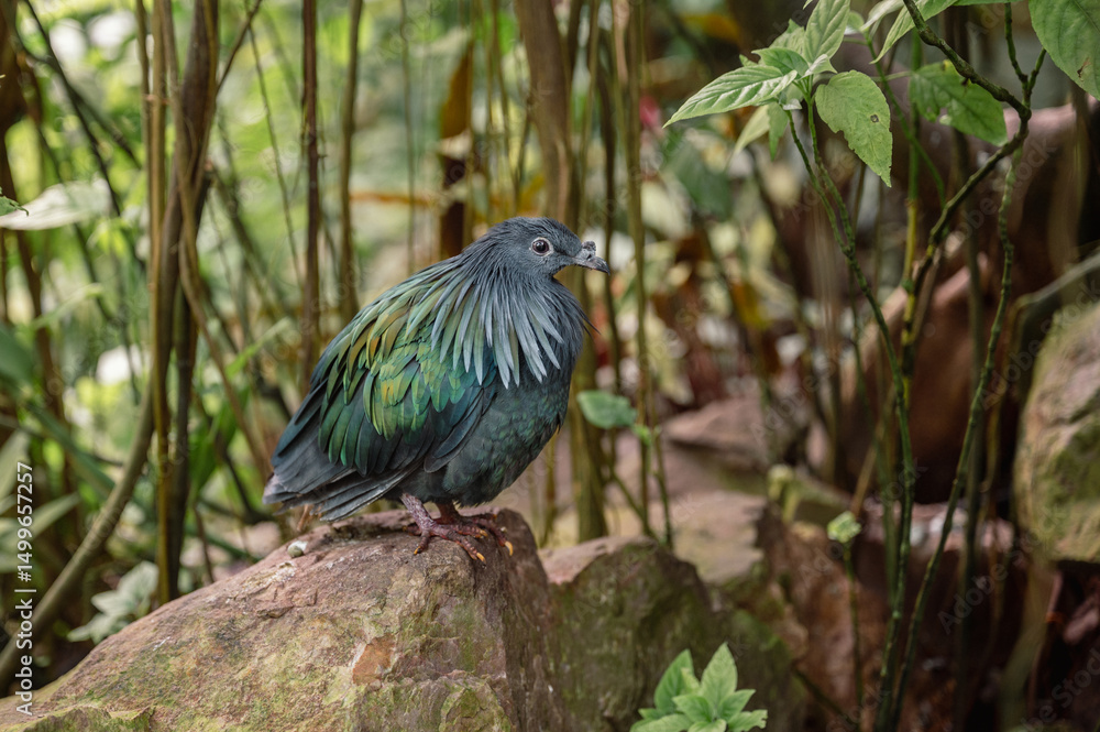 Obraz premium The Colorful Nicobar Pigeon - Caloenas nicobarica