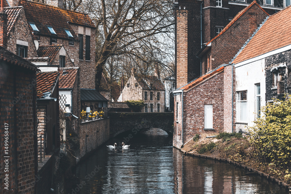 Obraz premium canal in bruges on a spring day with two swans swimming in the water