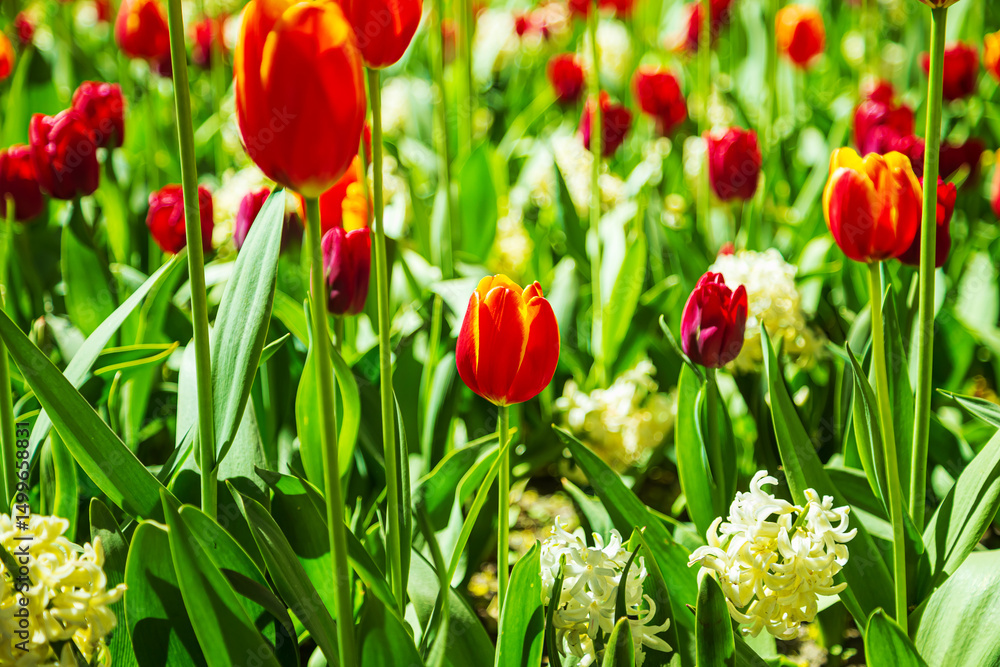Obraz premium Blooming red tulips and white hyacinths in the park. Beautiful natural background.