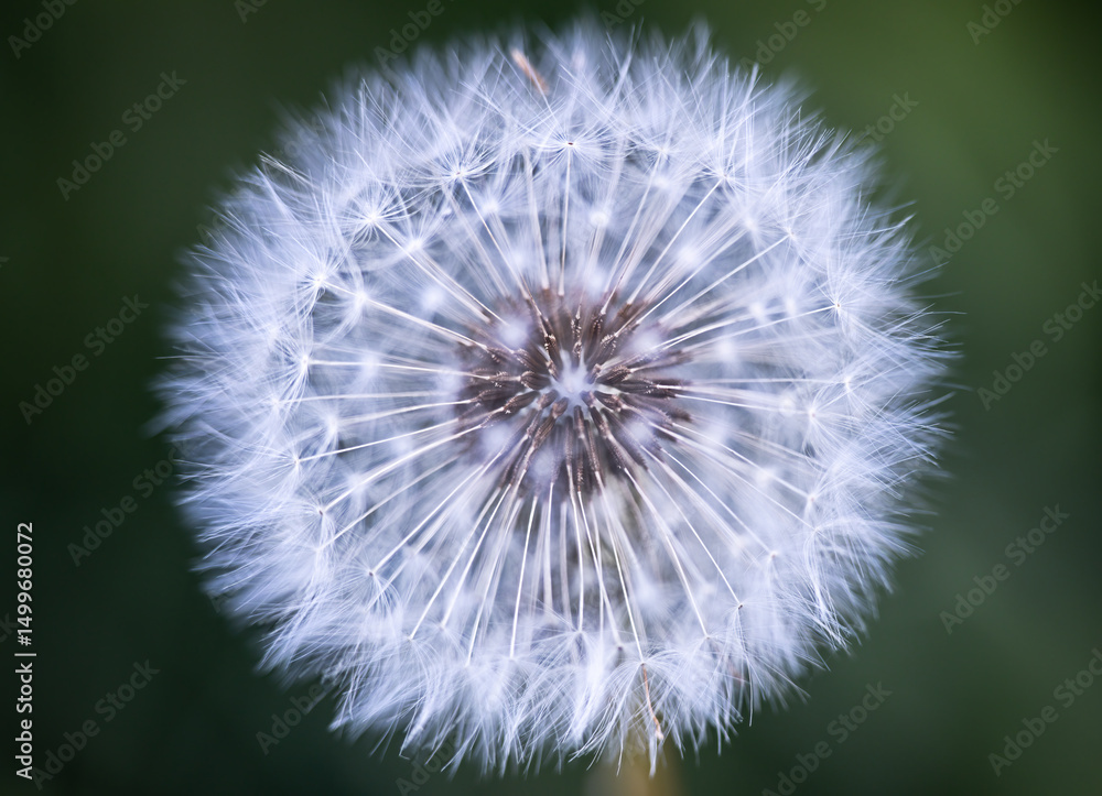 Naklejka premium toinou