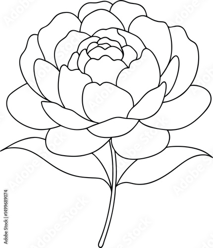 Elegant peony flower blossom showcases detailed petal outlines