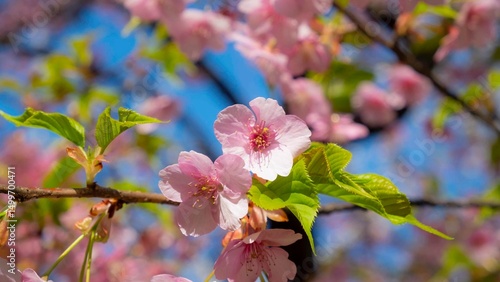 日本、東京、桜、花、庭園、春、歷史名勝、綠色、風景、青空、初夏、写真素材