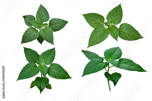 Chili leaves isolated on white background