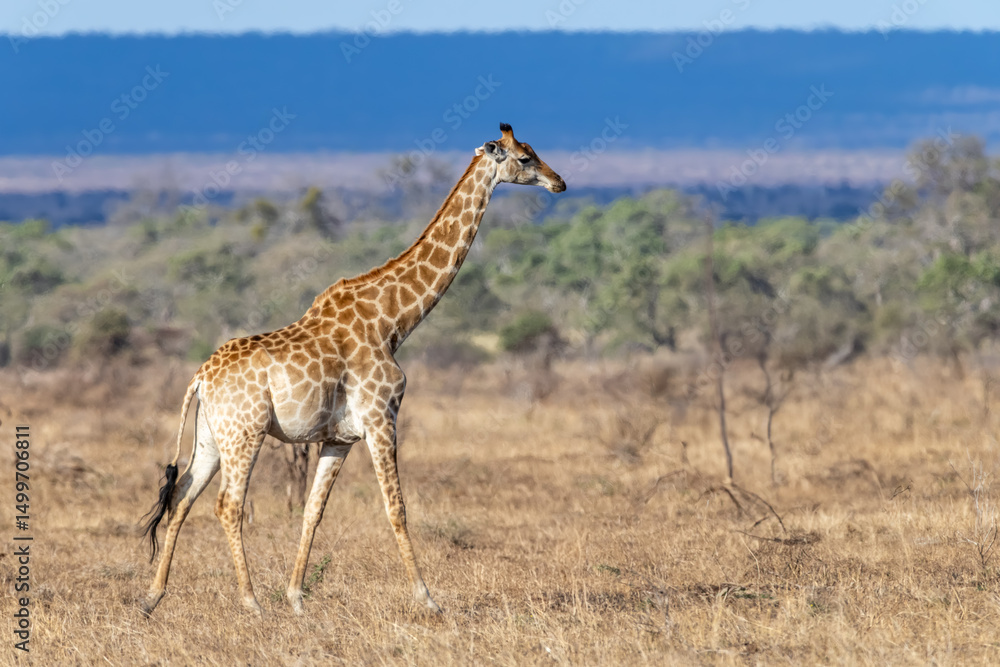 Fototapeta premium Giraffe - On Safari in Kruger National Park - South Africa