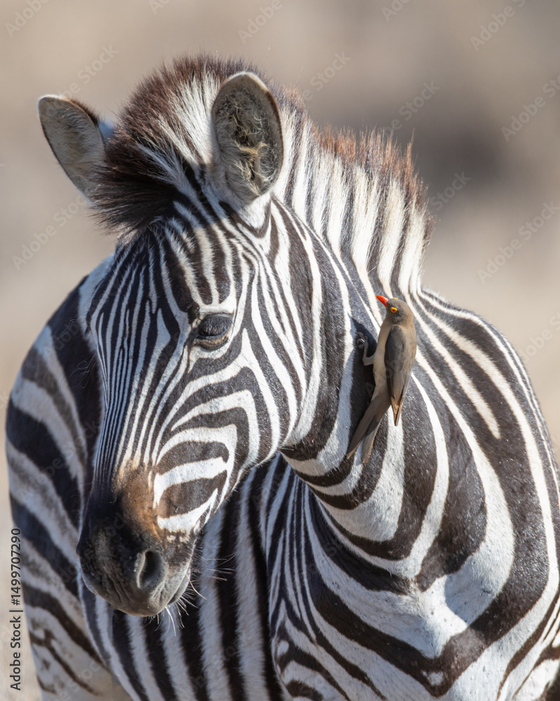 Naklejka premium Zebra - On Safari in Kruger National Park - South Africa