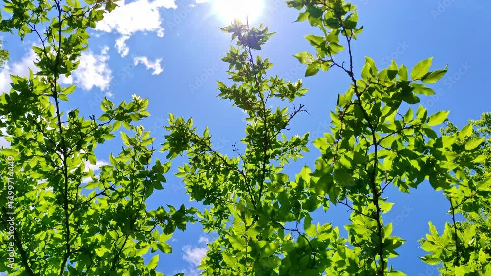 Magisches Sonnenlicht im grünen Blätterdach, grüne Blätter wiegen im leichten Wind hin und her, natürliche Leichtigkeit und Waldidylle für stimmungsvolle Naturmotive, Umwelt, Wald, Idylle, Jahreszeit
Magisches Sonnenlicht im grünen Blätterdach, grüne Blätter wiegen im leichten Wind hin und her, natürliche Leichtigkeit und Waldidylle für stimmungsvolle Naturmotive, Umwelt, Wald, Idylle, Jahreszeit