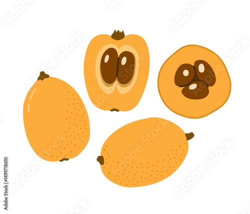 Loquat tropical exotic fruit. Japanese medlar, chinese plum. Whole, halved piece, slice. Vector hand-drawn illustration, isolated on white background.