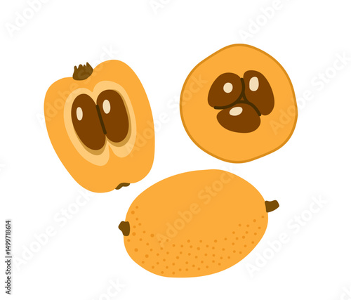 Loquat tropical exotic fruit. Japanese medlar, chinese plum. Whole, halved piece, slice. Vector hand-drawn illustration, isolated on white background.