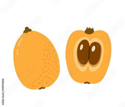 Loquat tropical exotic fruit. Japanese medlar, chinese plum. Whole, halved piece. Vector hand-drawn illustration, isolated on white background.