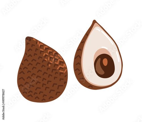 Snake fruit, snakeskin fruit. Salak tropical exotic fruit. Whole, halved peeled piece. Vector hand-drawn illustration, isolated on white background.