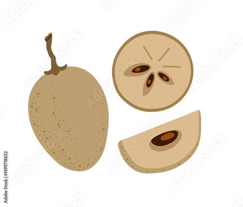 Sapodilla tropical exotic fruit. Sapote, chicozapote, chicoo, chicle, naseberry, nispero, soapapple. Whole, halved piece. Vector hand-drawn illustration, isolated on white background.