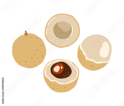 fLongan, dragon eye fruit. Tropical exotic fruit. Whole, halved peeled piece. Vector hand-drawn illustration, isolated on white background.