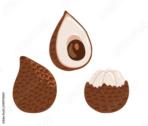 Snake fruit, snakeskin fruit. Salak tropical exotic fruit. Whole, halved peeled piece. Vector hand-drawn illustration, isolated on white background.