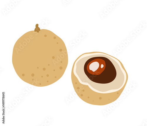 Longan, dragon eye fruit. Tropical exotic fruit. Whole, halved piece. Vector hand-drawn illustration, isolated on white background.