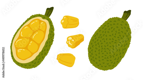 Jackfruit nangka tropical exotic fruit. Whole, halved piece. Vector hand-drawn illustration, isolated on white background.