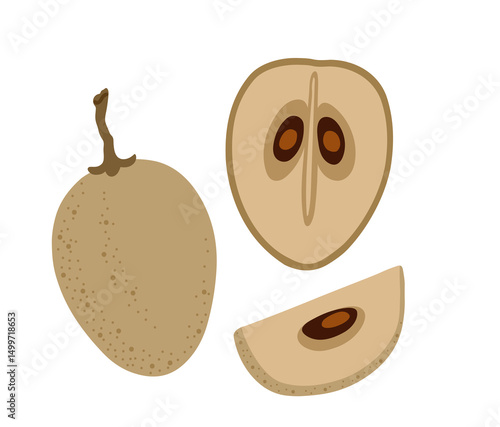 Sapodilla tropical exotic fruit. Sapote, chicozapote, chicoo, chicle, naseberry, nispero, soapapple. Whole, halved piece. Vector hand-drawn illustration, isolated on white background.